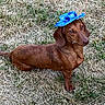 dog, dachshund, hat, blue_hat, grass, outdoor, pet, animal, brown_dog, small_dog, canine, cute, portrait, looking_up, standing, short_hair, ears, tail, nature, playful