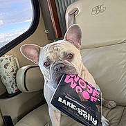 Sonny joined the competition — help win amazing prizes! animal, clouds, companion, cute, dog, dog_treats, ears, face, french_bulldog, indoor, leather, nose, package, paw, pet, seat, sitting, sky, vehicle, window