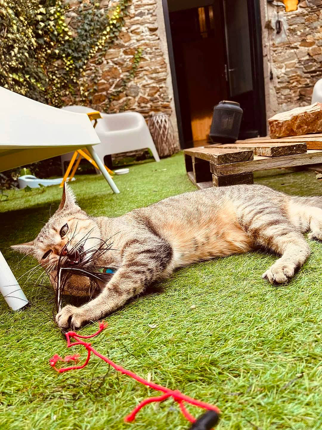 Dooly a rejoint le concours — aidez-le/la à gagner de superbes lots ! carnivore, cat, claw, comfort, domestic_short_haired_cat, fawn, felidae, fur, grass, groundcover, plant, sitting, small_to_medium_sized_cats, sporting_group, tail, terrestrial_animal, tree, whiskers, wildlife, wood