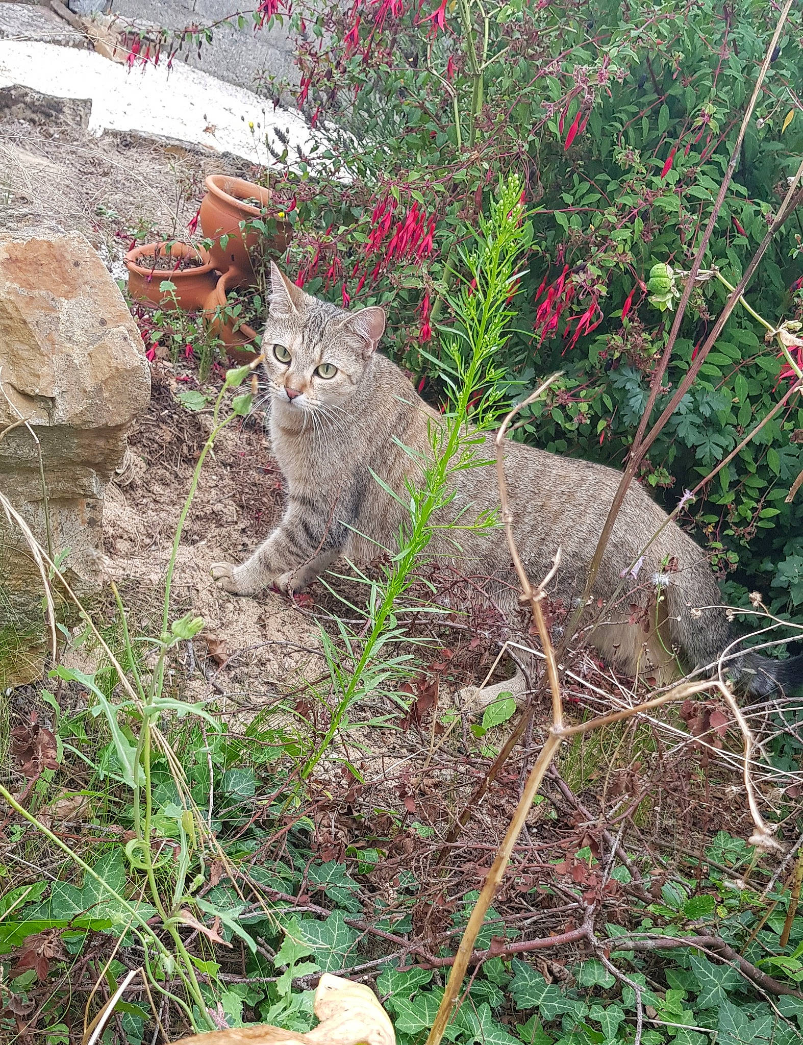 Dooly participe au concours pour gagner de l'argent avec cette photo : annual_plant, carnivore, cat, domestic_short_haired_cat, felidae, flower, fur, grass, groundcover, plant, shrub, small_to_medium_sized_cats, snout, soil, tail, terrestrial_animal, tree, twig, whiskers, wildlife