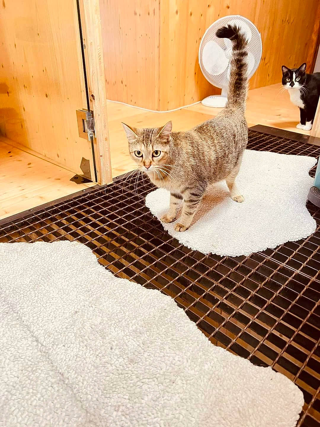 Dooly a rejoint le concours — aidez-le/la à gagner de superbes lots ! brown, carnivore, cat, comfort, domestic_short_haired_cat, fawn, felidae, floor, flooring, fur, hardwood, metal, pattern, pet_supply, rectangle, small_to_medium_sized_cats, snout, tail, whiskers, wood