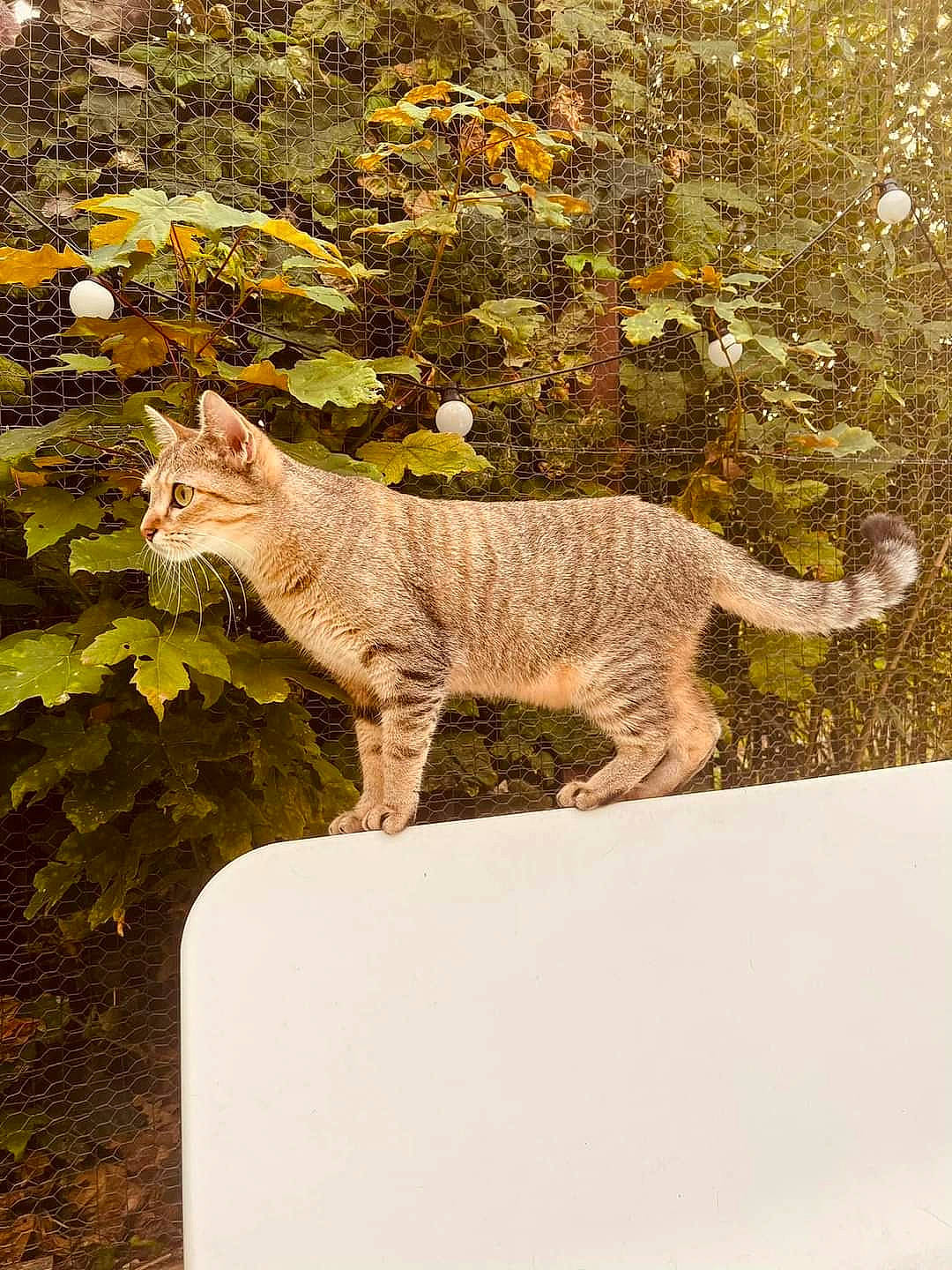 Dooly a rejoint le concours — aidez-le/la à gagner de superbes lots ! carnivore, cat, domestic_short_haired_cat, fawn, felidae, fur, grass, groundcover, lynx, organism, plant, rectangle, small_to_medium_sized_cats, snout, tail, terrestrial_animal, tree, whiskers, wildlife, wood