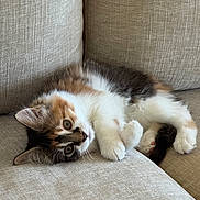 Fig is registered to the contest to win money with this photo: kitten, cat, pet, animal, feline, cute, fluffy, multicolored, couch, beige, indoor, relaxed, lying_down, fur, paw, whiskers, young, domestic, cozy, curious