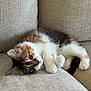 kitten, cat, pet, animal, feline, cute, fluffy, multicolored, couch, beige, indoor, relaxed, lying_down, fur, paw, whiskers, young, domestic, cozy, curious
