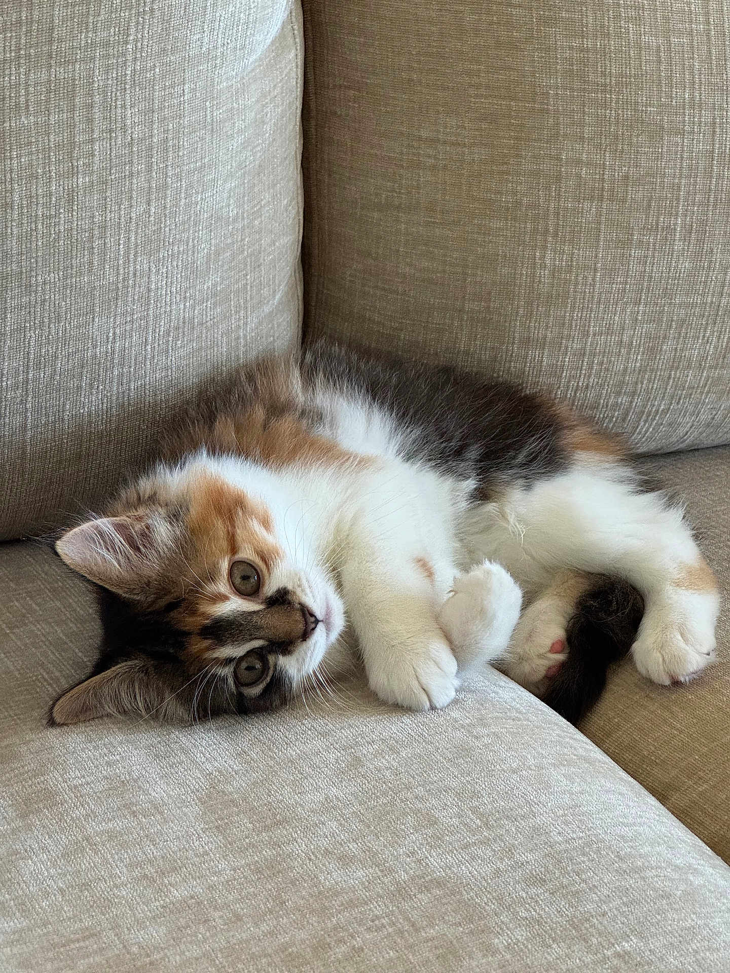 Fig is registered to the contest to win money with this photo: kitten, cat, pet, animal, feline, cute, fluffy, multicolored, couch, beige, indoor, relaxed, lying_down, fur, paw, whiskers, young, domestic, cozy, curious