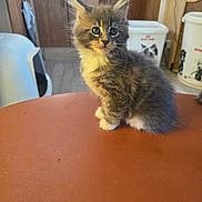 Mayko participe au concours pour gagner de l'argent avec cette photo : kitten, cat, gray_cat, white_paws, fluffy, pet, indoor, table, kitchen, container, curious, young_animal, feline, domestic_cat, cute, soft_fur, animal, sitting, natural_light, background