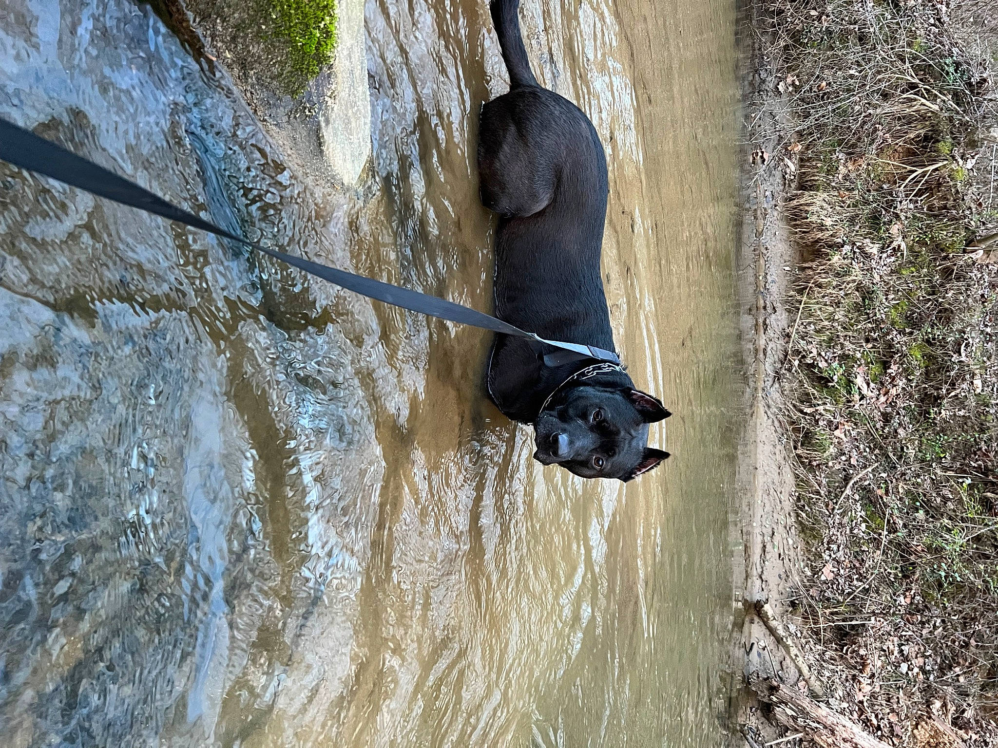 Vader is registered to the contest to win money with this photo: adventure, bedrock, carnivore, dog, dog_breed, plant, recreation, rock, rope, shadow, sport_climbing, sporting_group, tail, terrestrial_animal, tree, trunk, water, wildlife, wood, working_animal