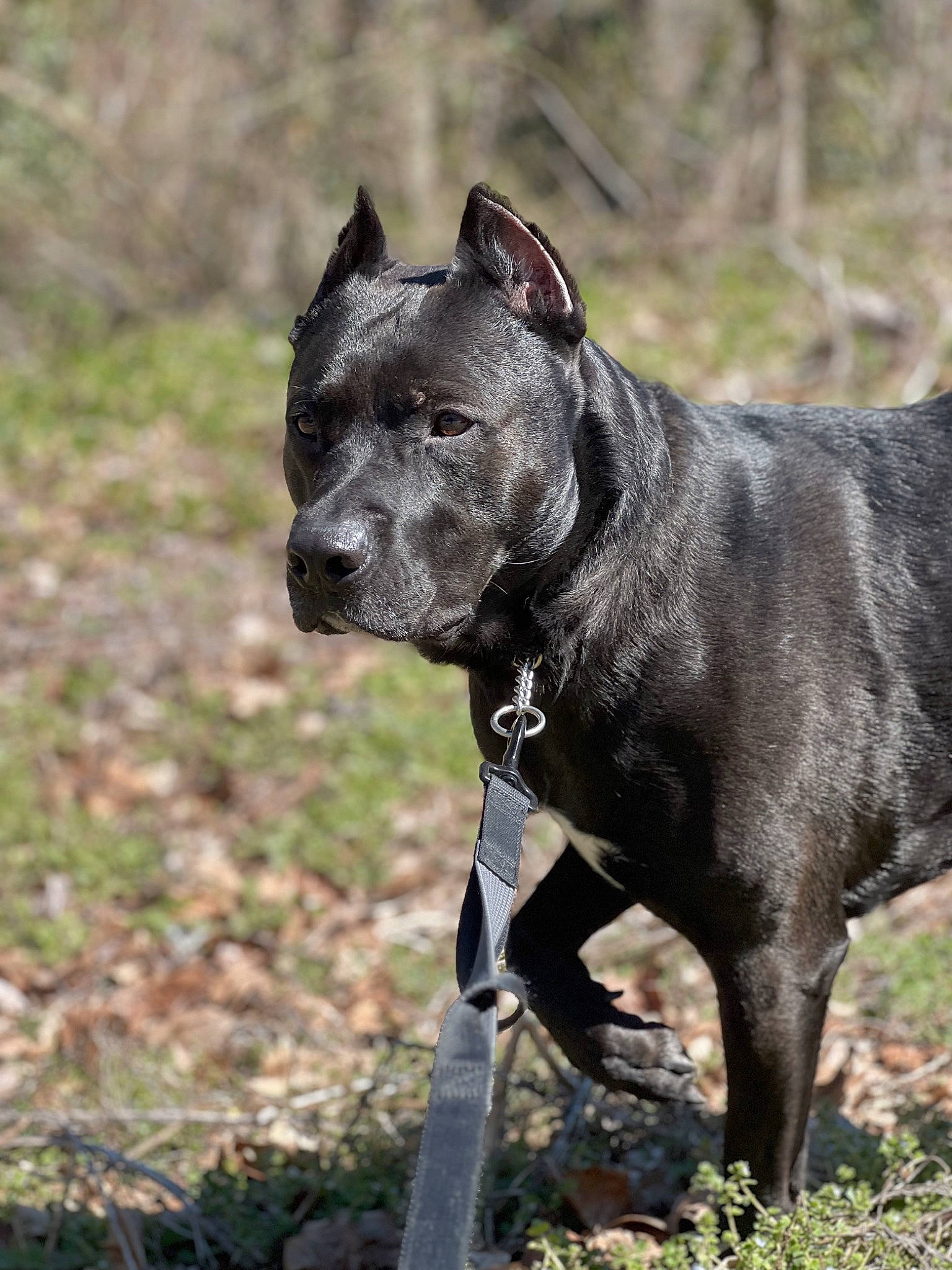 Vader is registered to the contest to win money with this photo: canidae, canis_panther, carnivore, collar, companion_dog, dog, dog_breed, dog_collar, fashion_accessory, fawn, grass, liver, plant, snout, sporting_group, tail, terrestrial_animal, whiskers, working_animal, working_dog