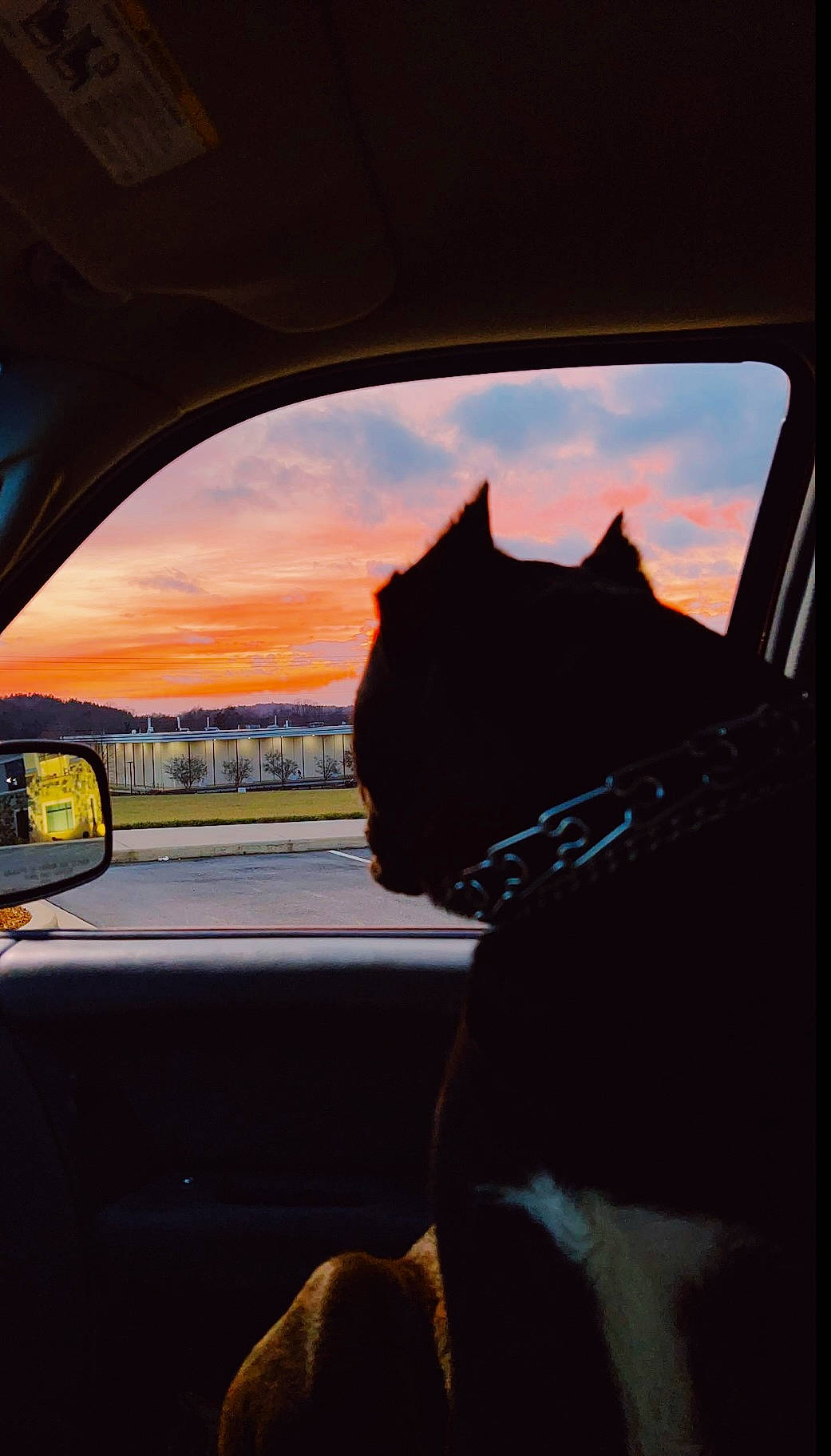 Vader joined the competition — help win amazing prizes! auto_part, automotive_exterior, automotive_lighting, automotive_mirror, car, cloud, fawn, felidae, glass, motor_vehicle, personal_luxury_car, plant, rear_view_mirror, sky, snout, steering_wheel, tints_and_shades, vehicle_door, window, windshield