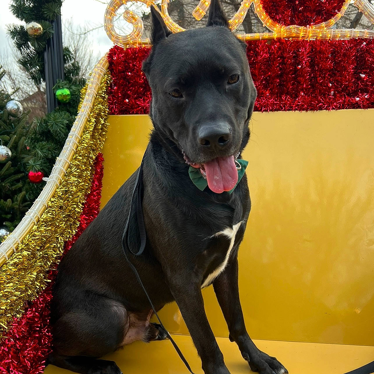 Vader joined the competition — help win amazing prizes! borador, canidae, carnivore, collar, companion_dog, dog, dog_breed, dog_collar, dog_supply, event, fashion_accessory, fawn, fur, guard_dog, pet_supply, plant, snout, sporting_group, tail, working_animal