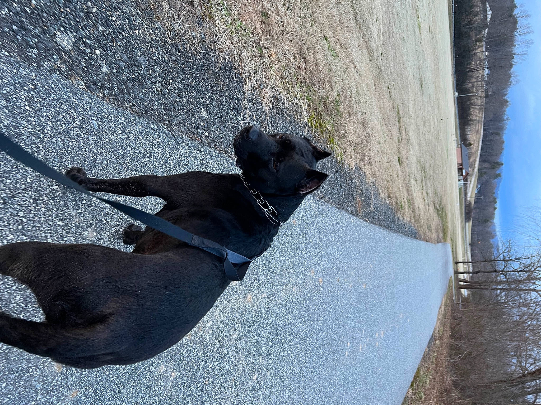 Vader is registered to the contest to win money with this photo: canidae, carnivore, concrete, dog, dog_breed, electric_blue, leash, pet_supply, plant, road_surface, sky, slope, snout, sporting_group, tail, tints_and_shades, tree, water, window, working_animal