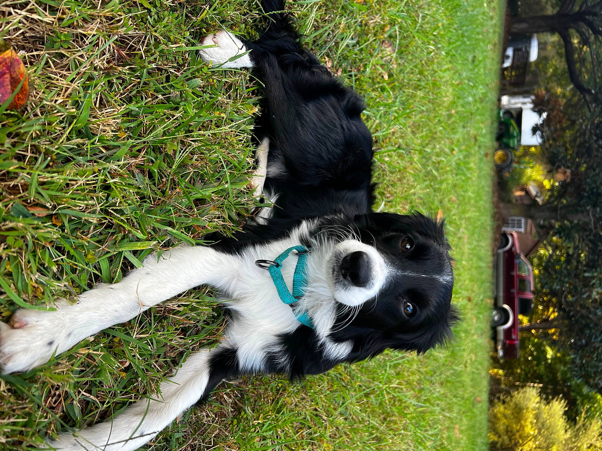 Lincoln joined the competition — help win amazing prizes! canidae, carnivore, companion_dog, dog, dog_breed, dog_supply, fur, grass, groundcover, herding_dog, non_sporting_group, plant, snout, spaniel, sporting_group, tail, terrestrial_animal, tree, working_animal, working_dog