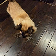 Jakult joined the competition — help win amazing prizes! cat, siamese_cat, pet, animal, fur, whiskers, ears, floor, wooden_floor, indoor, curious, looking_down, brown, beige, domestic_animal, mammal, feline, house_pet, flooring, texture