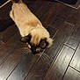 cat, siamese_cat, pet, animal, fur, whiskers, ears, floor, wooden_floor, indoor, curious, looking_down, brown, beige, domestic_animal, mammal, feline, house_pet, flooring, texture