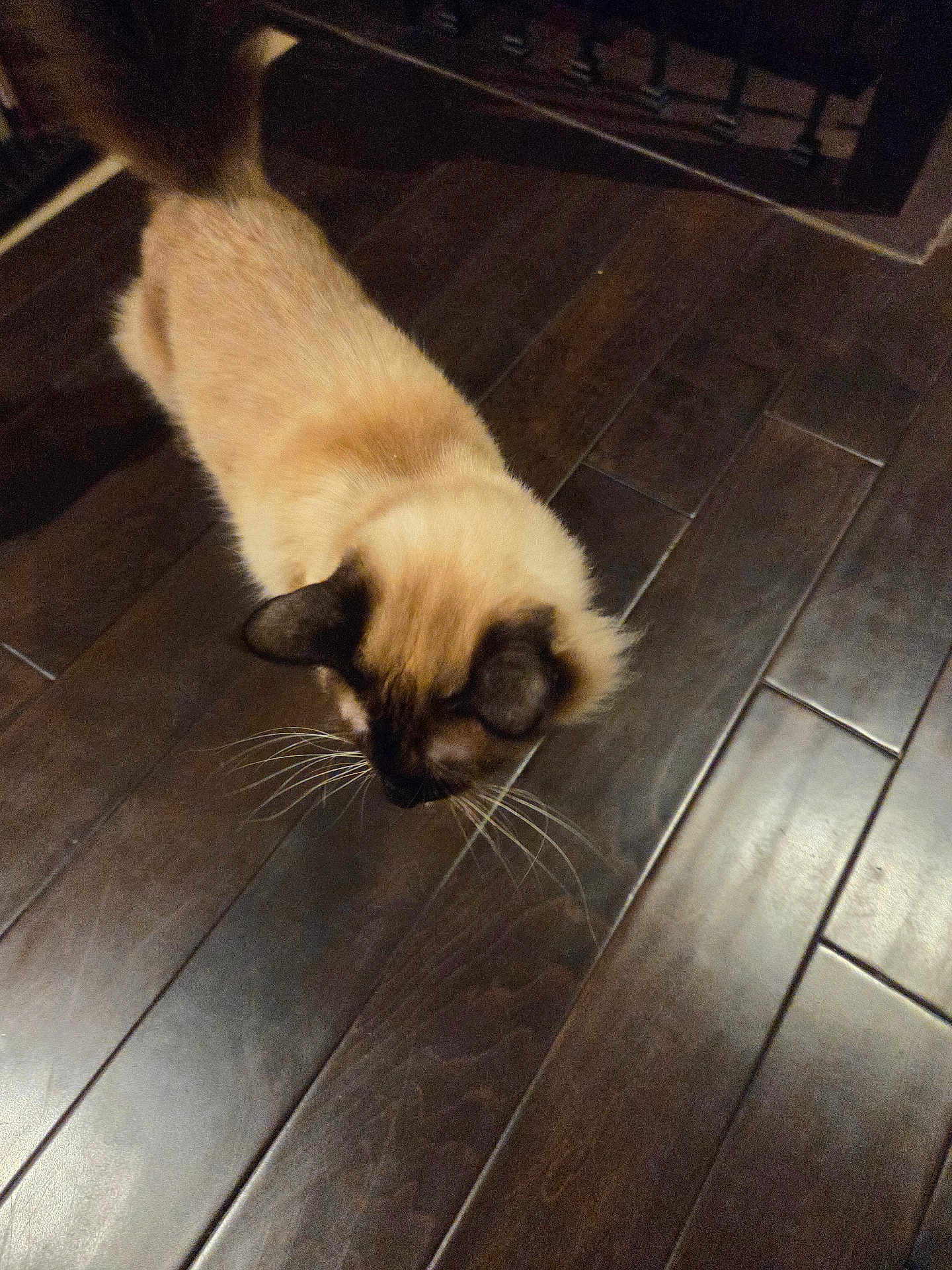 Jakult joined the competition — help win amazing prizes! cat, siamese_cat, pet, animal, fur, whiskers, ears, floor, wooden_floor, indoor, curious, looking_down, brown, beige, domestic_animal, mammal, feline, house_pet, flooring, texture