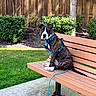 animal, bench, blue_harness, brindle, bushes, canine, daytime, dog, ear, grass, leash, nature, outdoor, park, paw, pet, side_view, sitting, sunny, wooden_fence