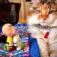 Cali joined the competition — help win amazing prizes! cat, calico, green_eyes, fluffy, collar, tag, figurine, charlie_brown, snoopy, ceramic, tray, colorful_cloth, pot, indoor, table, pet, animal, cute, decor, relaxed