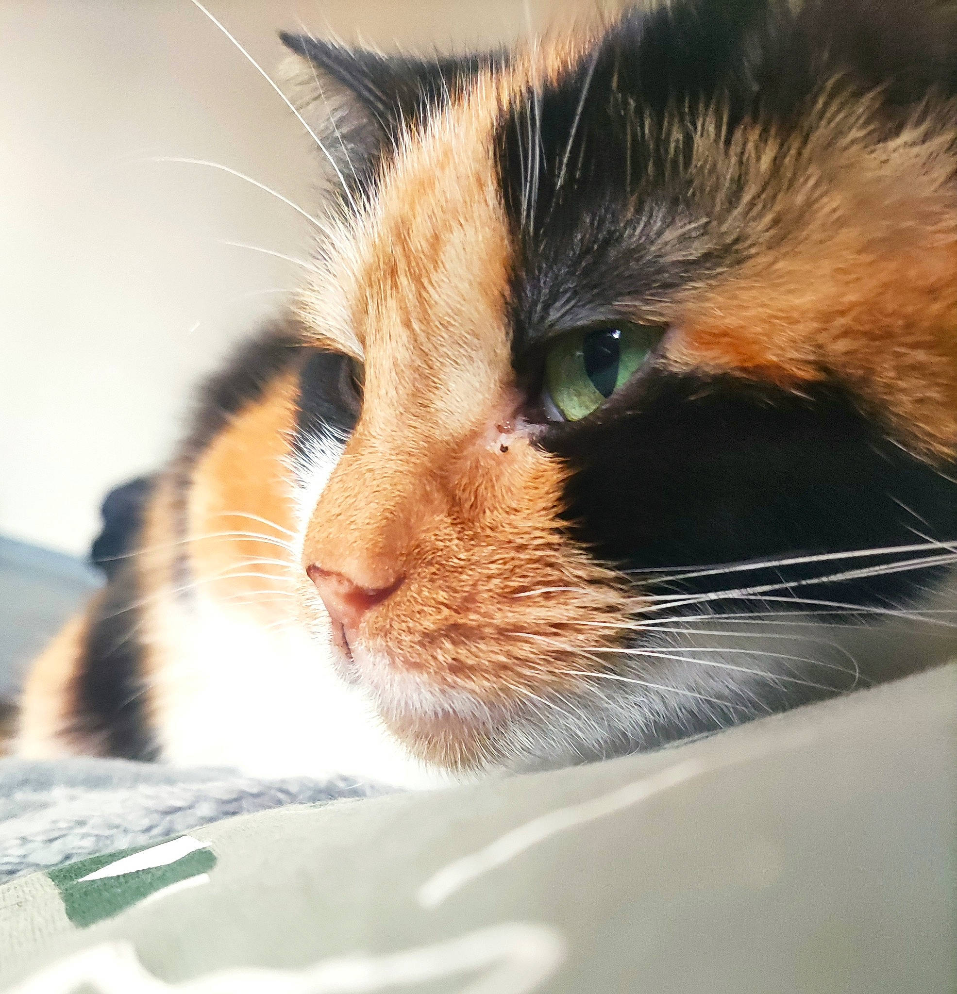 Sya a rejoint le concours — aidez-le/la à gagner de superbes lots ! carnivore, cat, claw, comfort, domestic_short_haired_cat, ear, eyelash, felidae, fur, iris, macro_photography, mammal, nap, nose, paw, sleep, small_to_medium_sized_cats, snout, whiskers, wildlife