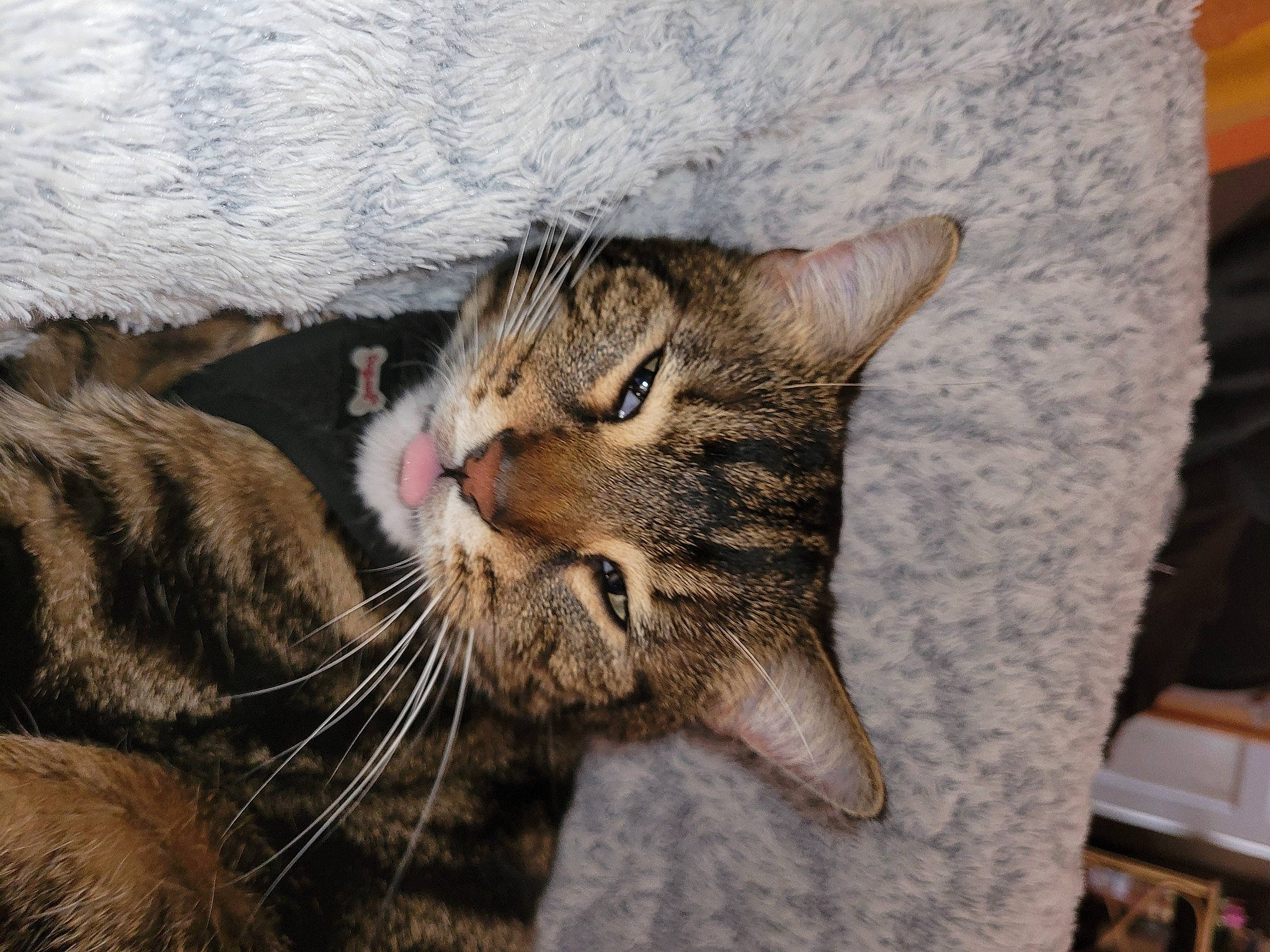 Oreo a rejoint le concours — aidez-le/la à gagner de superbes lots ! carnivore, cat, claw, domestic_short_haired_cat, felidae, fur, paw, small_to_medium_sized_cats, snout, terrestrial_animal, whiskers, wildlife