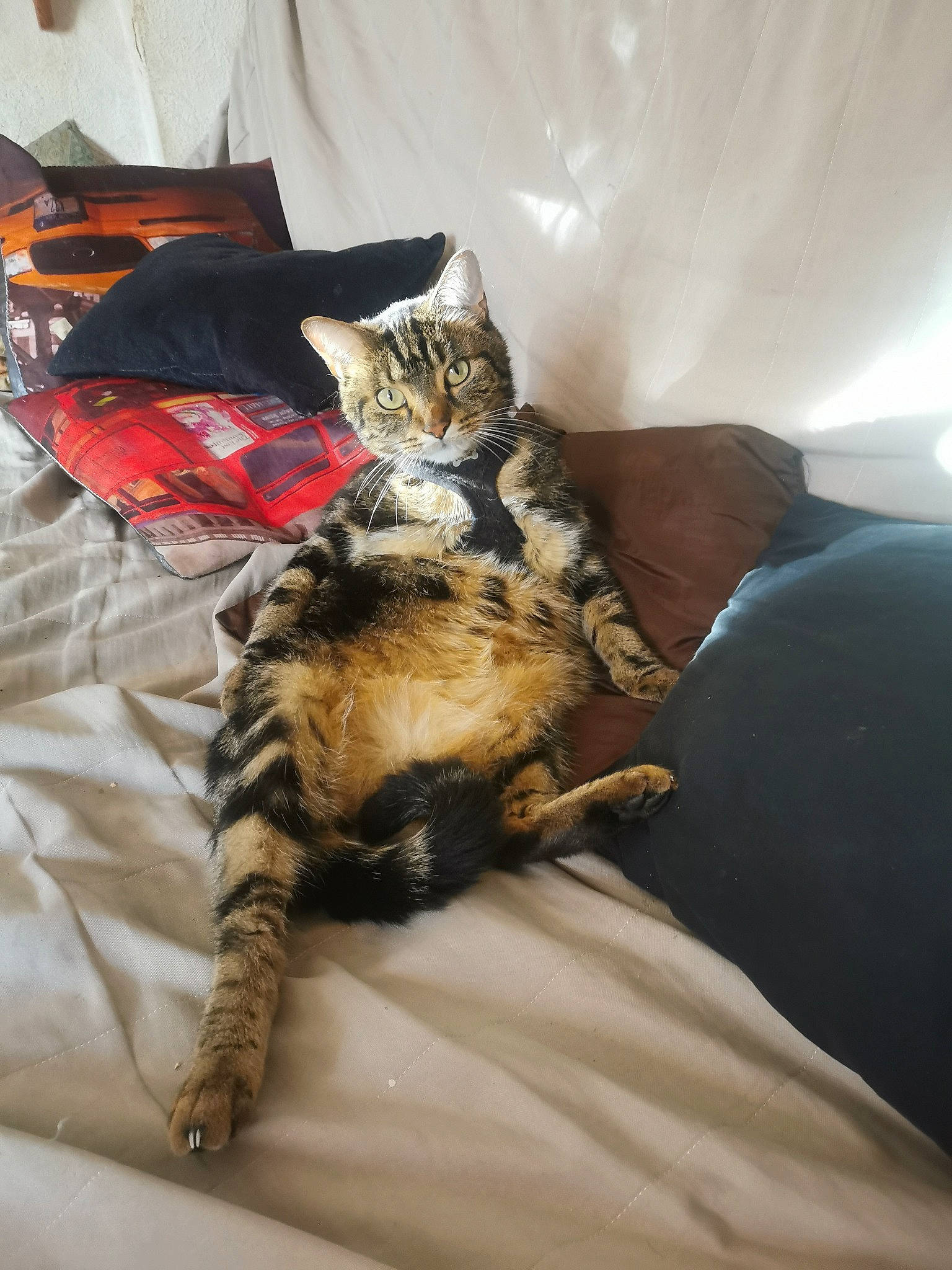 Oreo a rejoint le concours — aidez-le/la à gagner de superbes lots ! bed, bed_sheet, bedding, carnivore, cat, claw, comfort, domestic_short_haired_cat, felidae, fur, linens, nap, paw, room, sitting, small_to_medium_sized_cats, tail, terrestrial_animal, whiskers