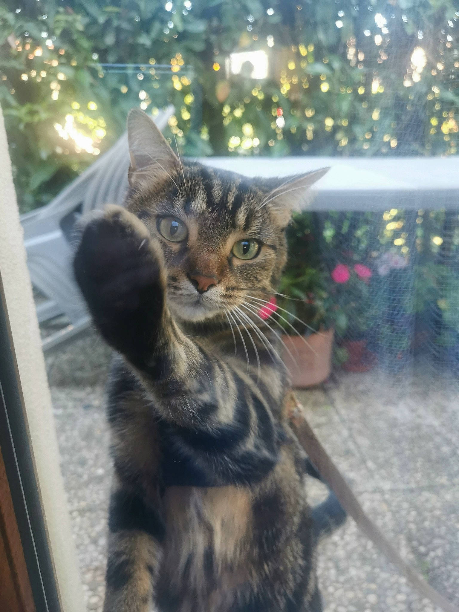 Oreo participe au concours pour gagner de l'argent avec cette photo : carnivore, cat, claw, domestic_short_haired_cat, fawn, felidae, flowerpot, fur, grass, houseplant, paw, plant, sitting, small_to_medium_sized_cats, snout, tail, tree, whiskers, wildlife, window