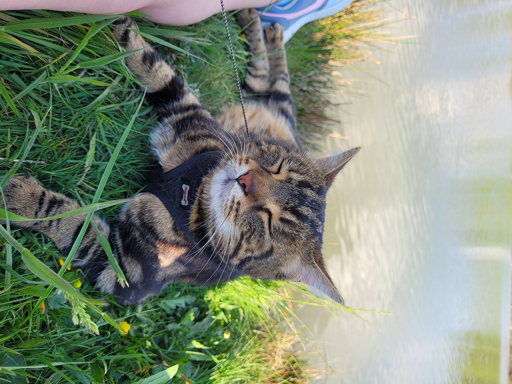 Oreo a rejoint le concours — aidez-le/la à gagner de superbes lots ! canidae, carnivore, cat, claw, domestic_short_haired_cat, fawn, felidae, fur, grass, groundcover, herb, paw, plant, small_to_medium_sized_cats, tail, terrestrial_animal, tree, water, whiskers, wildlife