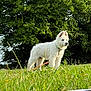 puppy, dog, white_dog, grass, field, tree, outdoor, nature, pet, canine, animal, young_dog, fur, collar, leash, greenery, sunlight, summer, alert, standing
