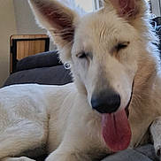 Absol a rejoint le concours — aidez-le/la à gagner de superbes lots ! animal, blinds, canine, closeup, couch, dog, domestic, fluffy, furniture, indoor, large_ears, paw, pet, playful, relaxed, resting, tongue_out, toy, white_dog, window