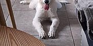 Absol participe au concours pour gagner de l'argent avec cette photo : dog, white_dog, lying_down, tongue_out, ears_up, tile_floor, indoor, living_room, table, wooden_table, blanket, couch, pet, animal, fur, happy, playful, floor, home, resting