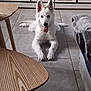 dog, white_dog, lying_down, tongue_out, ears_up, tile_floor, indoor, living_room, table, wooden_table, blanket, couch, pet, animal, fur, happy, playful, floor, home, resting