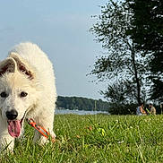 Absol a rejoint le concours — aidez-le/la à gagner de superbes lots ! puppy, dog, white_dog, grass, field, outdoor, nature, tree, lake, water, collar, tongue, happy, animal, pet, playful, summer, people, background, sunlight
