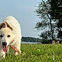 puppy, dog, white_dog, grass, field, outdoor, nature, tree, lake, water, collar, tongue, happy, animal, pet, playful, summer, people, background, sunlight
