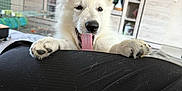 Absol a rejoint le concours — aidez-le/la à gagner de superbes lots ! black_clothing, cabinets, cute, dog, ears, floor, furniture, home, indoor, living_room, paws, person, pet, playful, puppy, relaxed, television, tongue_out, white_dog, young_dog