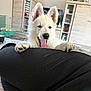 puppy, dog, white_dog, tongue_out, ears, paws, black_clothing, indoor, living_room, furniture, cabinets, television, playful, pet, cute, young_dog, home, person, floor, relaxed