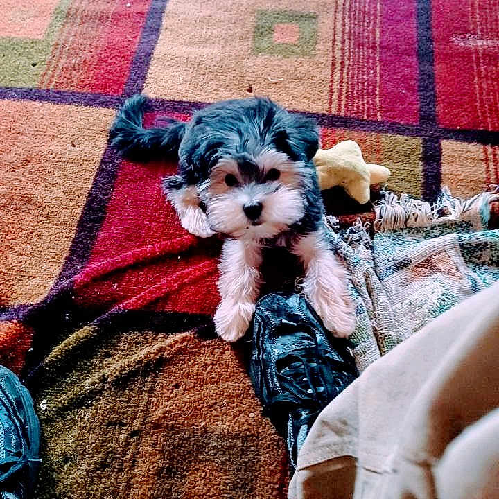 Darla is registered to the contest to win money with this photo: black_fur, carpet, casual, colorful, cozy, cute, dog, fabric, footwear, indoor, laying_down, patterned_carpet, paw, pet, playful, puppy, shoe, small_dog, toy, white_fur