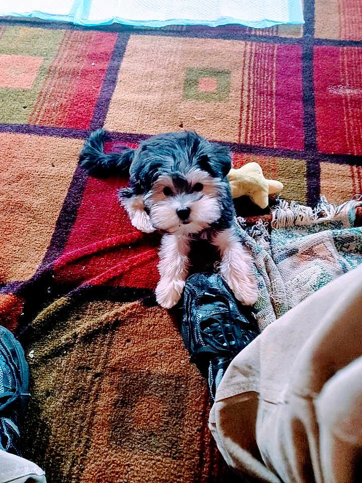 Darla is registered to the contest to win money with this photo: puppy, dog, carpet, shoe, toy, black_fur, white_fur, paw, playful, indoor, fabric, colorful, patterned_carpet, footwear, pet, small_dog, laying_down, cute, cozy, casual