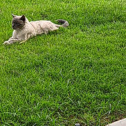 Oliver is registered to the contest to win money with this photo: animal, calm, cat, daylight, domestic_animal, feline, garden, grass, greenery, lawn, mammal, nature, outdoor, peaceful, pet, quiet, relaxing, resting, side_view, wildlife