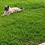 animal, calm, cat, daylight, domestic_animal, feline, garden, grass, greenery, lawn, mammal, nature, outdoor, peaceful, pet, quiet, relaxing, resting, side_view, wildlife