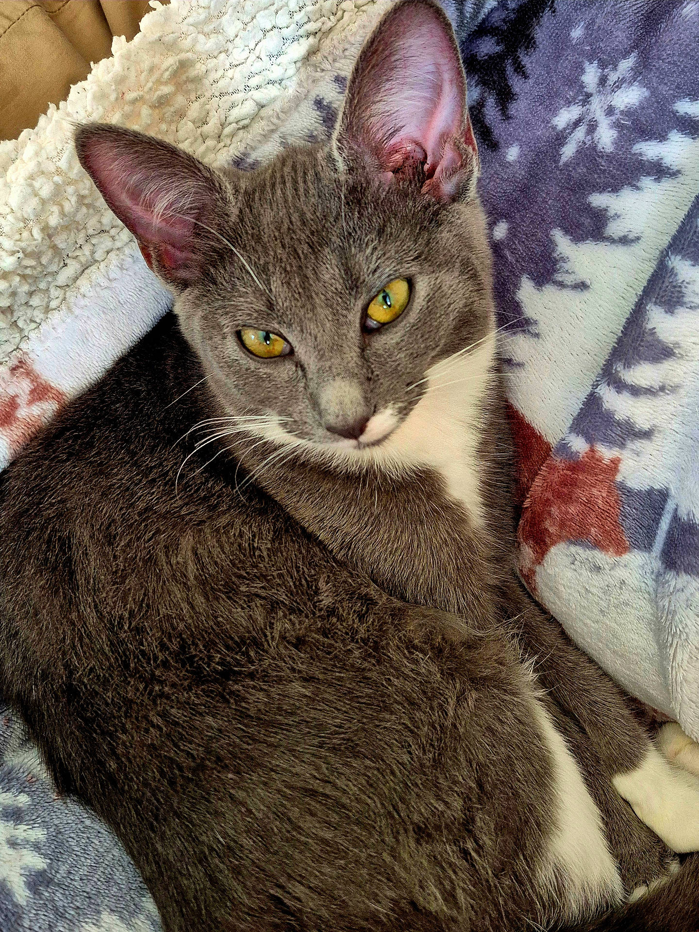 Chaussette a rejoint le concours — aidez-le/la à gagner de superbes lots ! animal, blanket, cat, close_up, cozy, cute, domestic_cat, ears, feline, fur, gray_cat, indoor, patterned_blanket, pet, relaxed, resting, sleepy, whiskers, white_fur, yellow_eyes