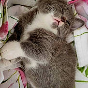 Chaussette participe au concours pour gagner de l'argent avec cette photo : kitten, cat, sleeping, gray_fur, white_fur, paw, blanket, fluffy, cute, pet, animal, cozy, resting, fur, whiskers, pink_nose, indoor, closeup, adorable, young