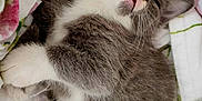 Chaussette participe au concours pour gagner de l'argent avec cette photo : adorable, animal, blanket, cat, closeup, cozy, cute, fluffy, fur, gray_fur, indoor, kitten, paw, pet, pink_nose, resting, sleeping, whiskers, white_fur, young