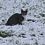 Chaussette participe au concours pour gagner de l'argent avec cette photo : cat, snow, grass, outdoor, animal, pets, winter, nature, mammal, feline, eyes, sitting, alert, gray, white, fur, cold, background, daylight, wildlife
