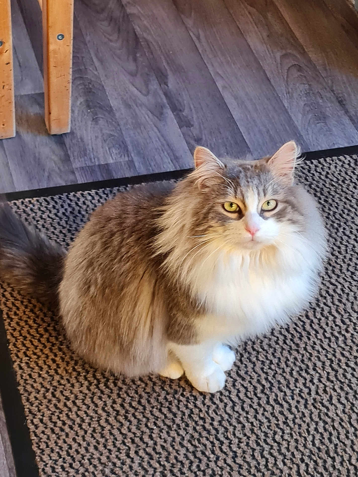 Maelou participe au concours pour gagner de l'argent avec cette photo : cat, fluffy, pet, indoor, yellow_eyes, fur, sitting, carpet, floor, domestic_animal, cute, animal, whiskers, tail, ears, feline, looking, closeup, household, portrait