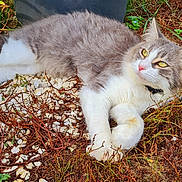 Maelou participe au concours pour gagner de l'argent avec cette photo : cat, animal, feline, pet, outdoor, rocks, plants, grass, fur, whiskers, yellow_eyes, relaxed, lying_down, nature, closeup, daylight, collar, curious, mammal, garden
