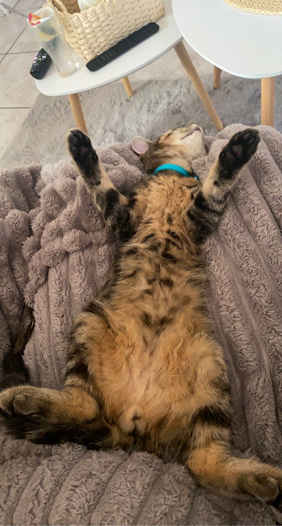 Simba a rejoint le concours — aidez-le/la à gagner de superbes lots ! big_cats, carnivore, cat, claw, comfort, dog_breed, domestic_short_haired_cat, fawn, felidae, floor, flooring, fur, natural_material, paw, small_to_medium_sized_cats, snout, tail, terrestrial_animal, whiskers, wood