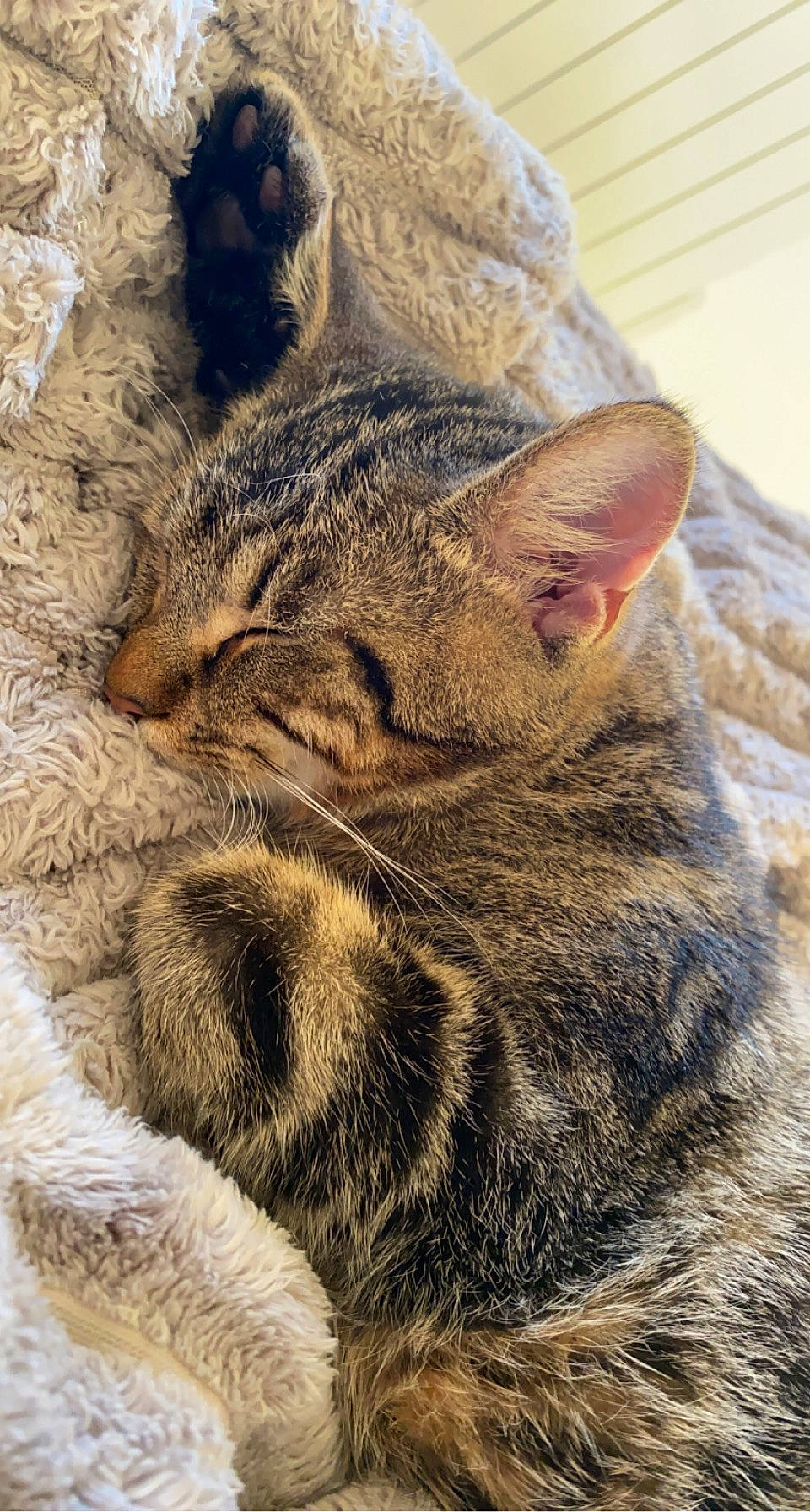 Simba a rejoint le concours — aidez-le/la à gagner de superbes lots ! carnivore, cat, claw, close_up, comfort, domestic_short_haired_cat, felidae, fur, grass, mammal, nap, paw, sleep, small_to_medium_sized_cats, snout, tail, terrestrial_animal, vertebrate, whiskers, wildlife