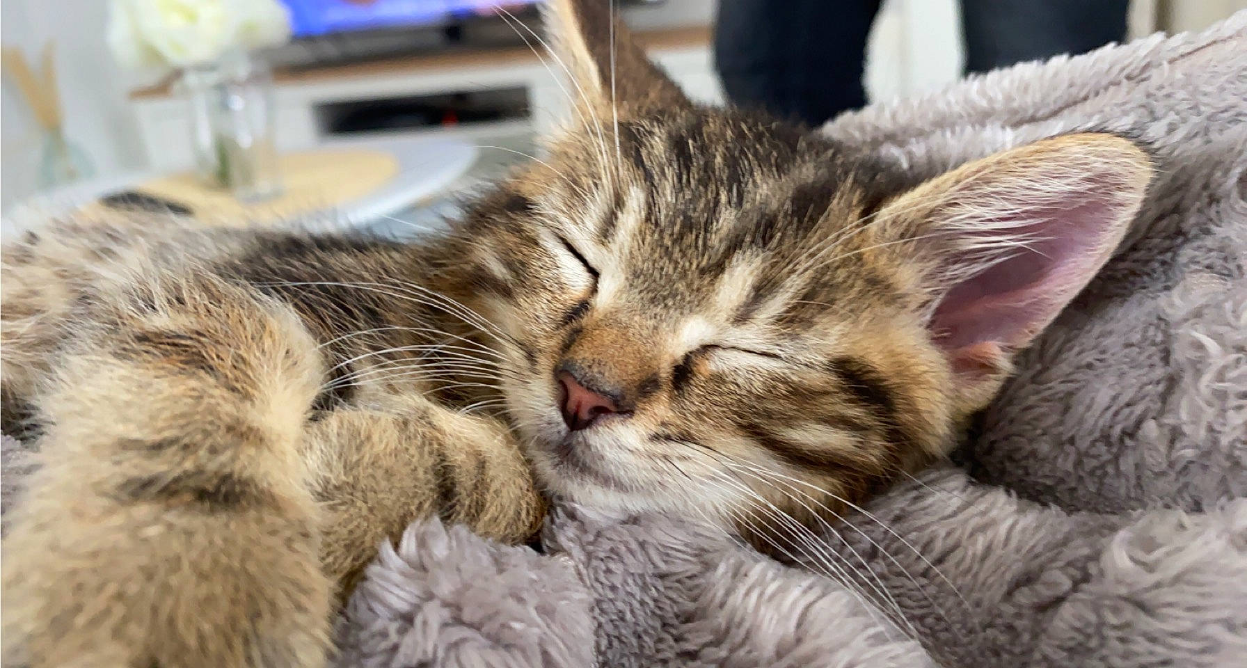 Simba a rejoint le concours — aidez-le/la à gagner de superbes lots ! carnivore, cat, claw, comfort, domestic_short_haired_cat, event, felidae, fur, nap, paw, sleep, small_to_medium_sized_cats, snout, terrestrial_animal, whiskers, wildlife