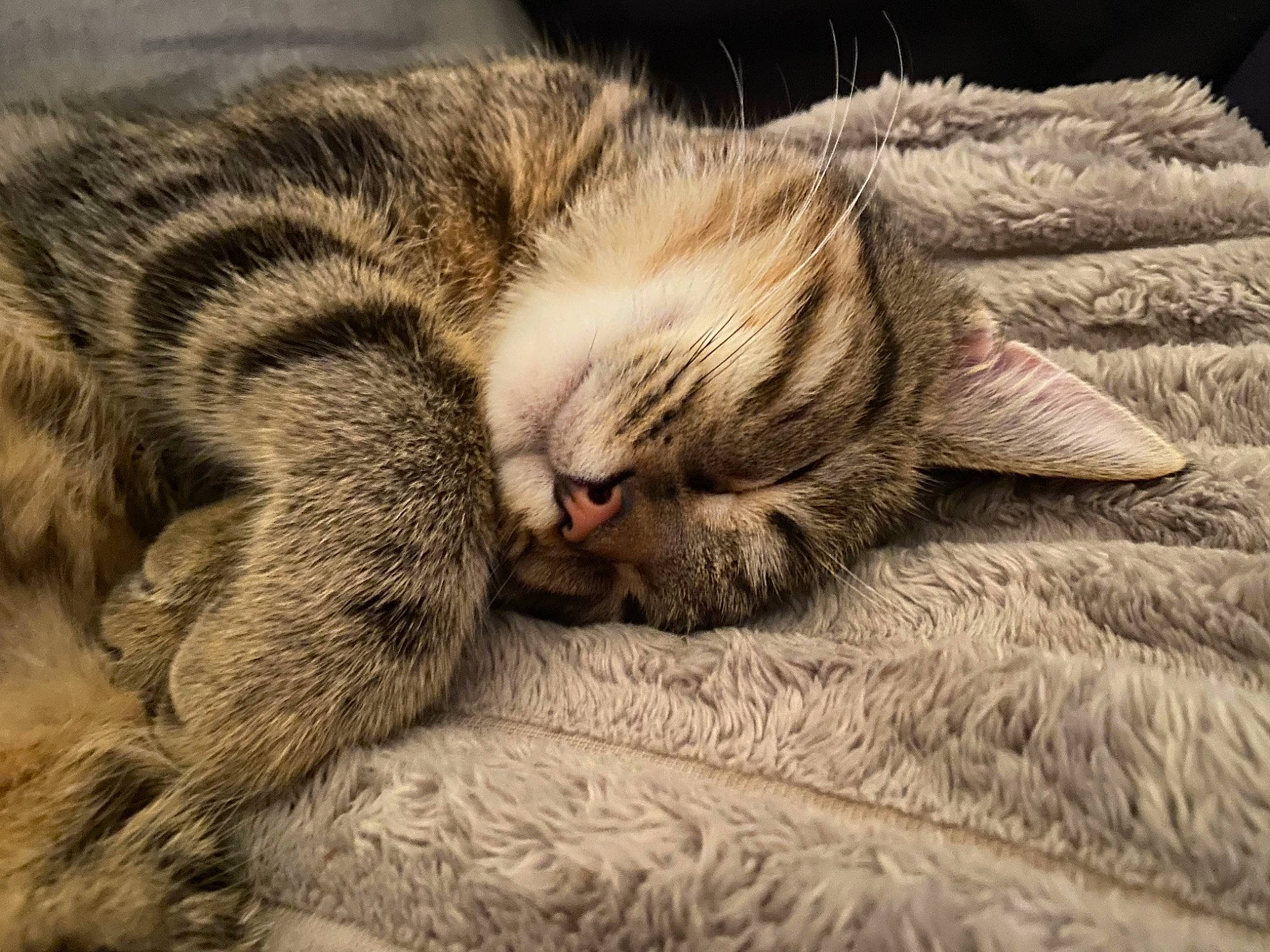 Simba a rejoint le concours — aidez-le/la à gagner de superbes lots ! carnivore, cat, claw, close_up, comfort, domestic_short_haired_cat, fawn, felidae, fur, grey, nap, paw, sleep, small_to_medium_sized_cats, snout, tail, terrestrial_animal, whiskers, wildlife, wood