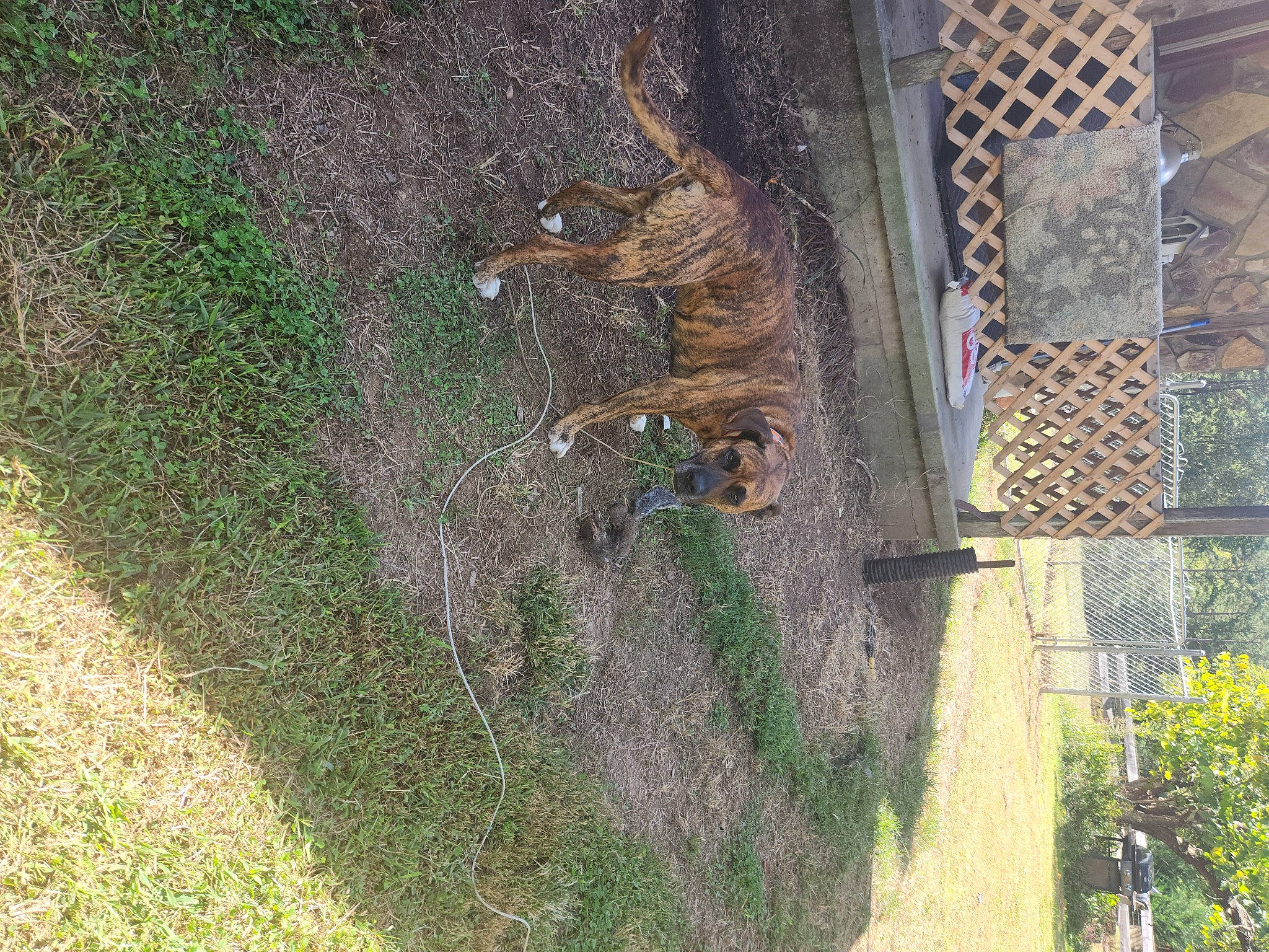 Pory Boy joined the competition — help win amazing prizes! asphalt, carnivore, chain_link_fencing, felidae, grass, groundcover, landscape, leopard, mesh, pattern, plant, road_surface, soil, terrestrial_animal, tree, trunk, wildlife, window, wire_fencing, wood