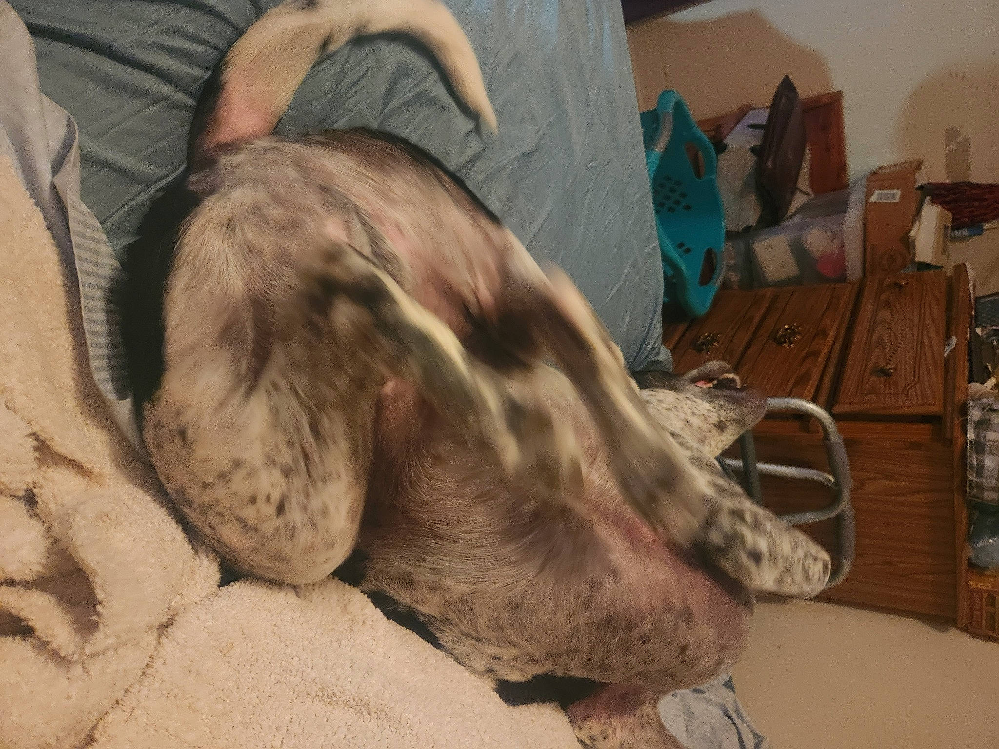 Pory Boy joined the competition — help win amazing prizes! canidae, carnivore, comfort, companion_dog, dog, dog_breed, ear, fawn, flesh, fur, guard_dog, liver, nap, sighthound, snout, sporting_group, weimaraner, whiskers, working_animal, wrinkle